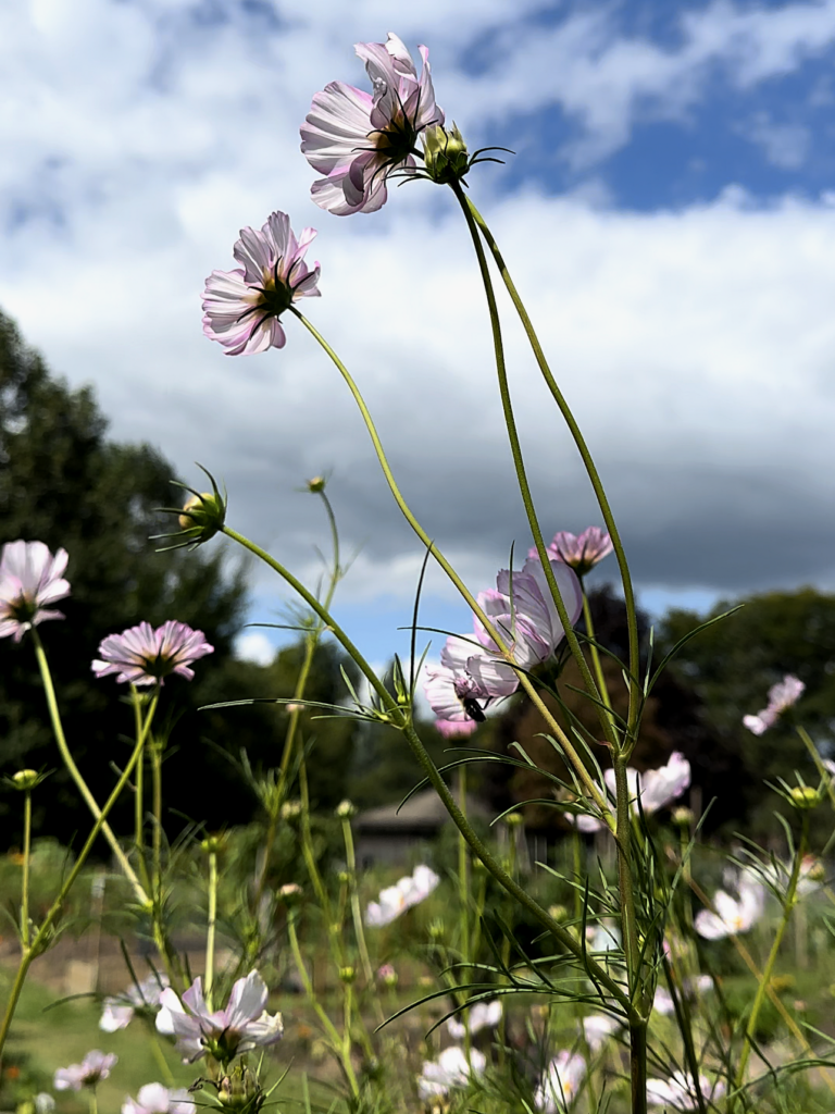 Pink, delicate flowers in the city